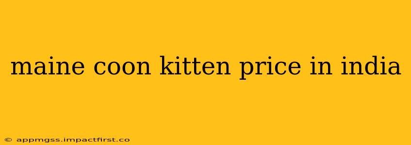 maine coon kitten price in india