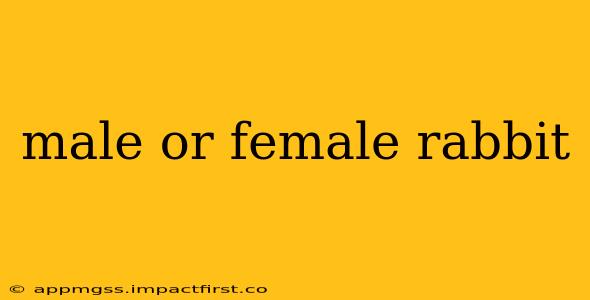 male or female rabbit