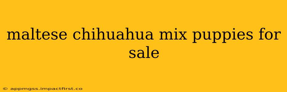 maltese chihuahua mix puppies for sale