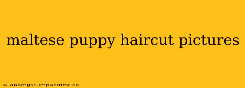 maltese puppy haircut pictures