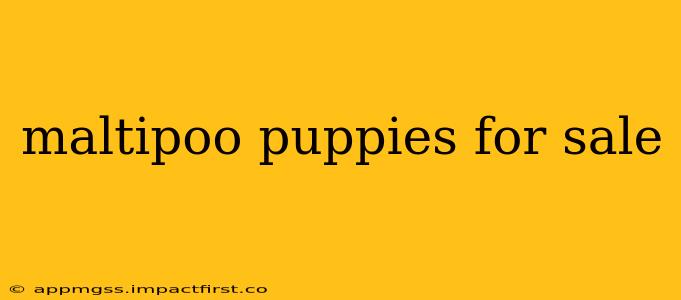 maltipoo puppies for sale