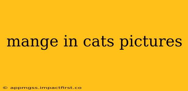 mange in cats pictures