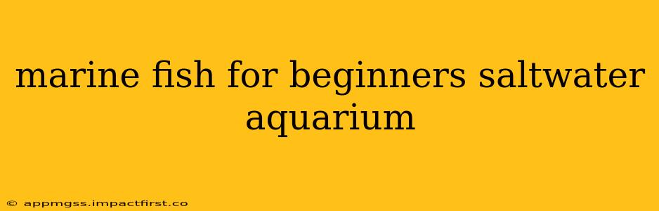 marine fish for beginners saltwater aquarium