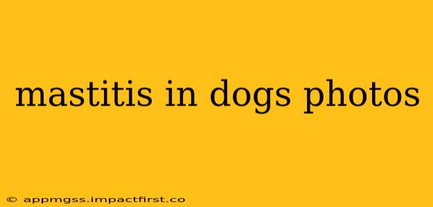 mastitis in dogs photos