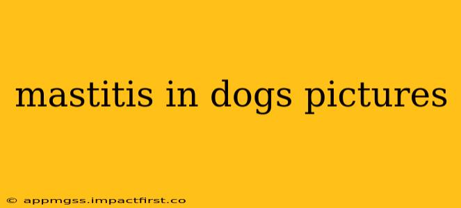mastitis in dogs pictures