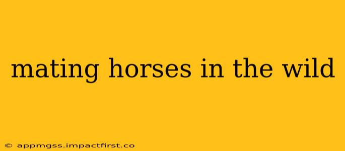mating horses in the wild