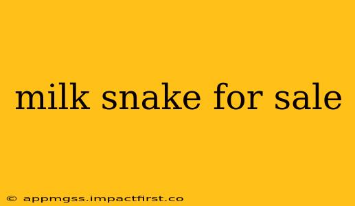 milk snake for sale