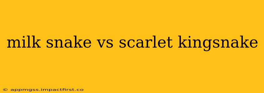milk snake vs scarlet kingsnake