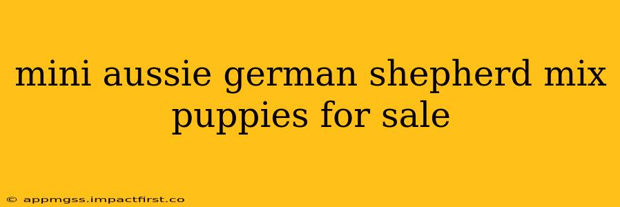 mini aussie german shepherd mix puppies for sale
