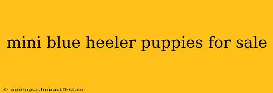 mini blue heeler puppies for sale