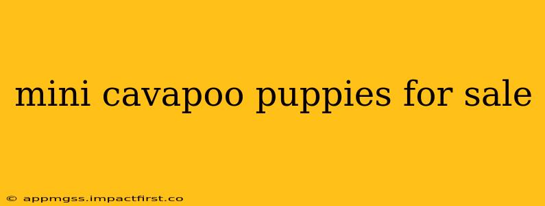 mini cavapoo puppies for sale