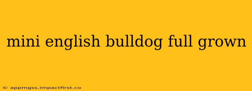 mini english bulldog full grown