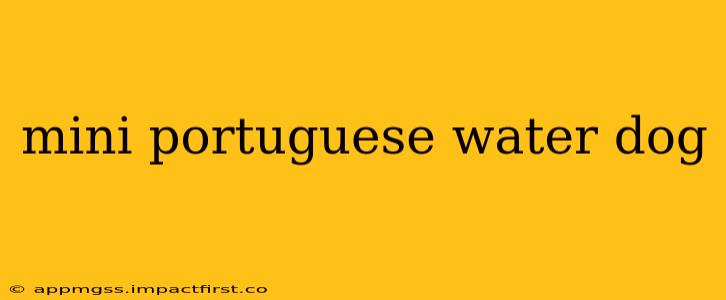 mini portuguese water dog