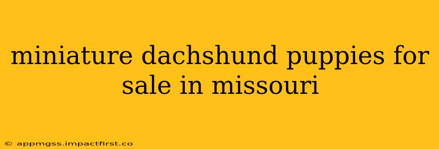 miniature dachshund puppies for sale in missouri