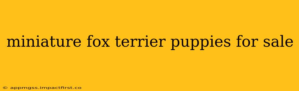 miniature fox terrier puppies for sale