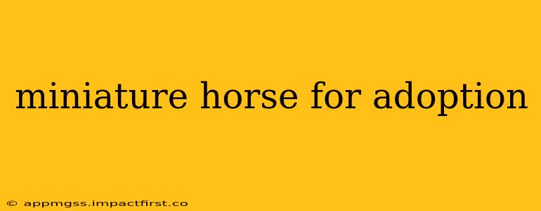 miniature horse for adoption