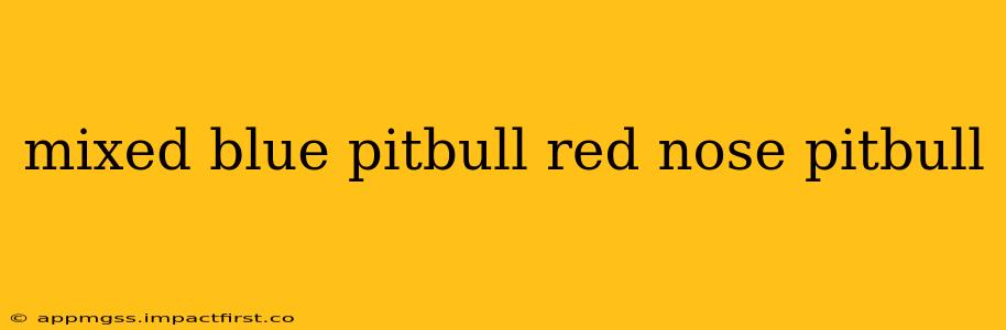mixed blue pitbull red nose pitbull