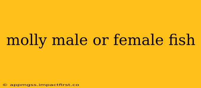 molly male or female fish