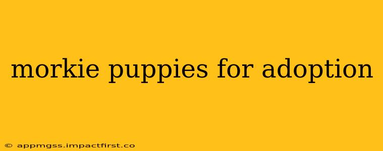 morkie puppies for adoption