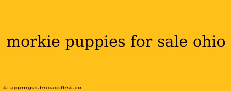 morkie puppies for sale ohio