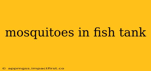 mosquitoes in fish tank