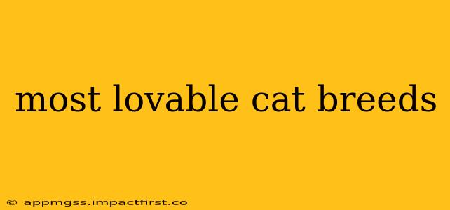 most lovable cat breeds