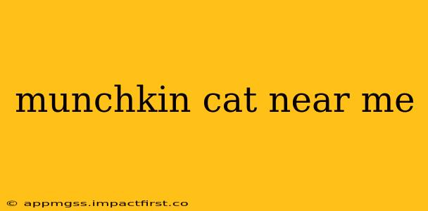 munchkin cat near me