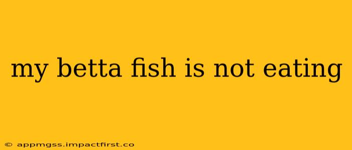 my betta fish is not eating