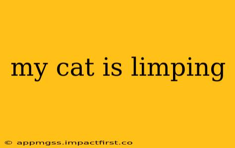 my cat is limping
