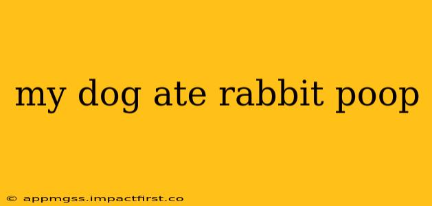 my dog ate rabbit poop