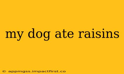 my dog ate raisins
