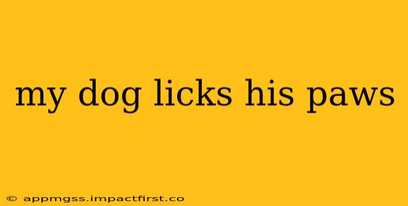 my dog licks his paws
