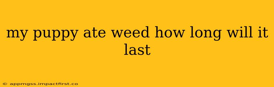 my puppy ate weed how long will it last