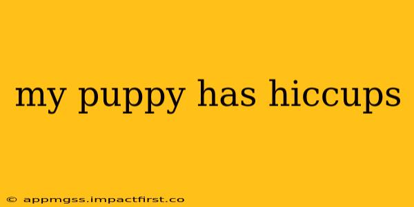 my puppy has hiccups