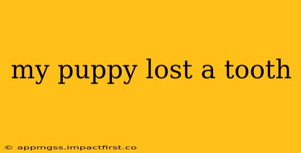 my puppy lost a tooth