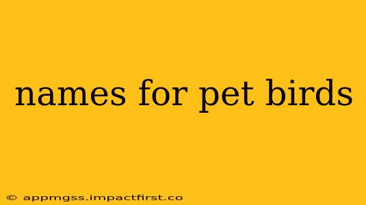 names for pet birds
