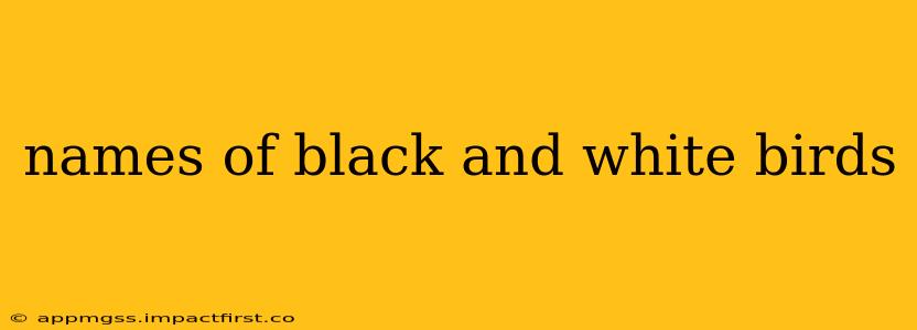 names of black and white birds