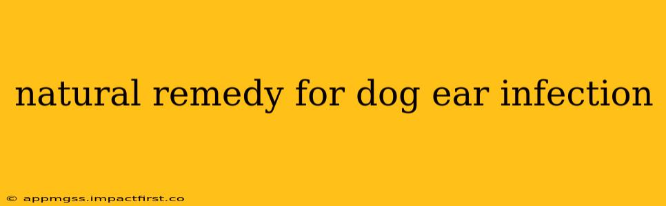 natural remedy for dog ear infection