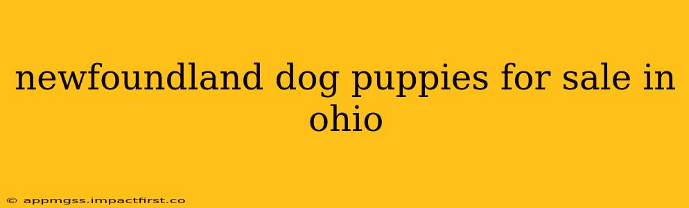 newfoundland dog puppies for sale in ohio