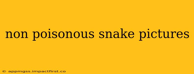 non poisonous snake pictures
