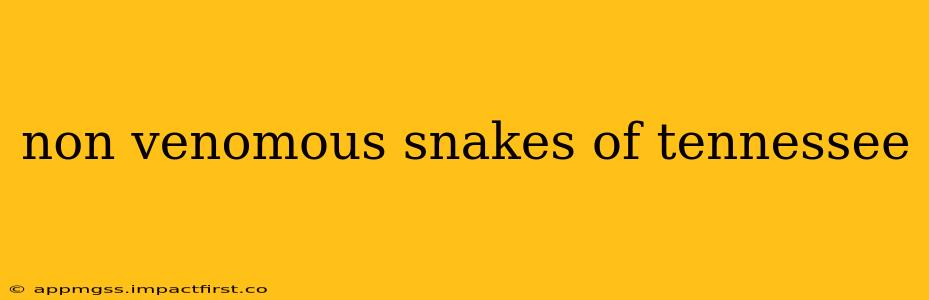 non venomous snakes of tennessee