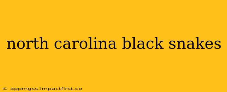 north carolina black snakes
