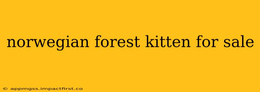 norwegian forest kitten for sale