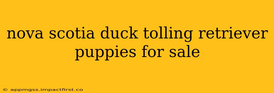 nova scotia duck tolling retriever puppies for sale