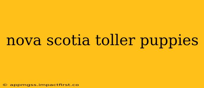 nova scotia toller puppies