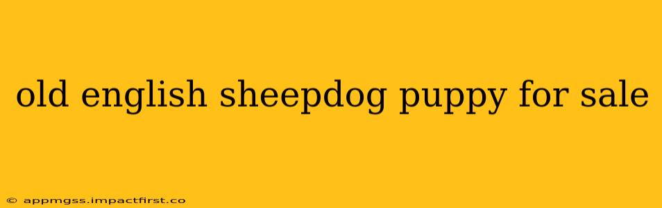 old english sheepdog puppy for sale