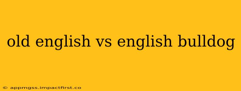 old english vs english bulldog