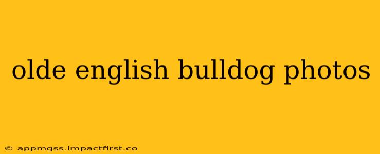 olde english bulldog photos