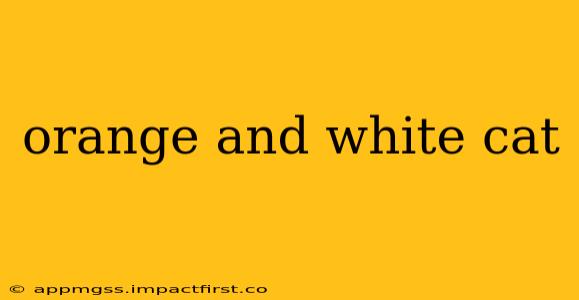 orange and white cat