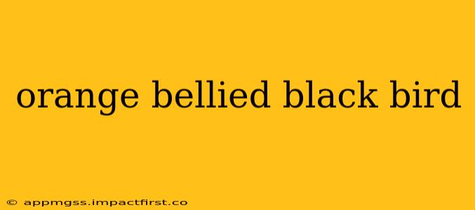 orange bellied black bird